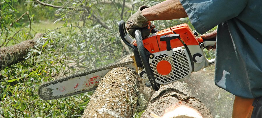 Tree Surgery
